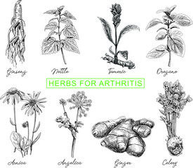 Herbs for arthritis: Ginseng, Nettle, Turmeric, Oregano, Arnica, Angelica, Ginger, Celery. Sketchy vector set.
