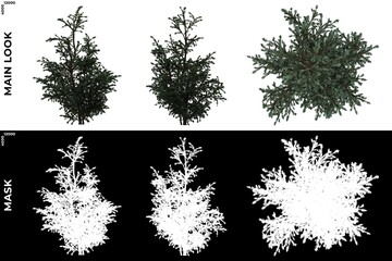 3D Rendering of  Front, Left and Top views of Tree (Boulevard Cypress) with alpha mask to cutout and PNG editing. Forest and Nature Compositing.