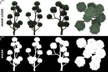 Naklejka premium 3D Rendering of Front, Left and Top views of Tree (Boulevard Cypress) with alpha mask to cutout and PNG editing. Forest and Nature Compositing.