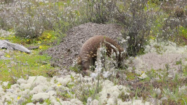 an echidna stops foraging to scratch a biting ant at cradle national park in tasmania, australia