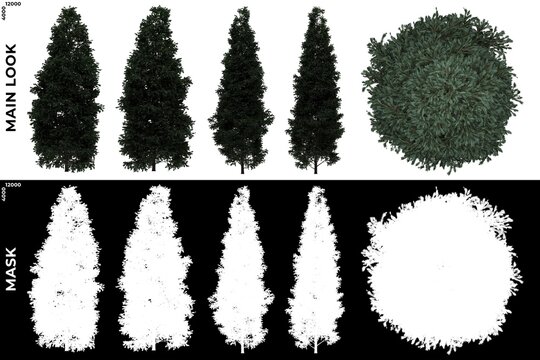 3D Rendering of  Front, Left and Top views of Tree (Boulevard Cypress) with alpha mask to cutout and PNG editing. Forest and Nature Compositing.