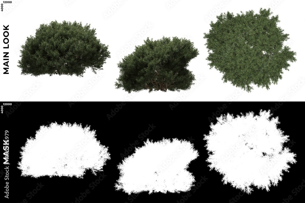 Wall mural 3d rendering of front, left and top views of tree (juniperus communis) with alpha mask to cutout and
