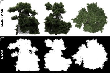 3D Rendering of  Front, Left and Top views of Tree (Juniperus Communis) with alpha mask to cutout and PNG editing. Forest and Nature Compositing.