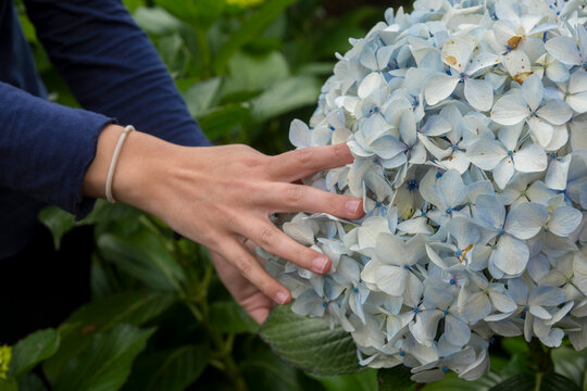 White and Blue Hydrangea flowers Bouquet
