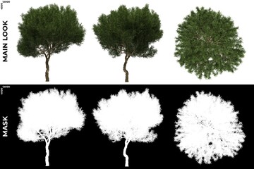 3D Rendering of  Front, Left and Top views of Tree (Platycladus Orientalis) with alpha mask to cutout and PNG editing. Forest and Nature Compositing. - obrazy, fototapety, plakaty