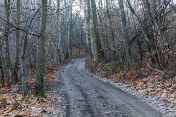 Obraz premium Early morning in the wood, frozen ground and fall colors