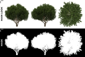 Fototapeta premium 3D Rendering of Front, Left and Top views of Tree (Platycladus Orientalis) with alpha mask to cutout and PNG editing. Forest and Nature Compositing.