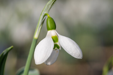 Close up of a greater snowdrop (galanthus elwesii) flower