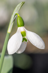 Close up of a greater snowdrop (galanthus elwesii) flower