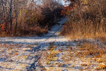 Little deer along the path in the wood looking at the camera