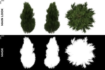 3D Rendering of  Front, Left and Top views of Tree (Platycladus Orientalis) with alpha mask to cutout and PNG editing. Forest and Nature Compositing.