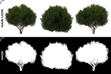 3D Rendering of  Front and Left  views of Tree (Platycladus Orientalis) with alpha mask to cutout and PNG editing. Forest and Nature Compositing.