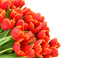 Red tulips bouquet isolated over white background. Mothers Day, Valentines Day, birthday concept