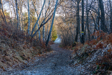 Obraz premium Early morning in the wood, frozen ground and fall colors
