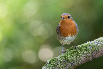 Rouge gorge sur une branche recouverte de mousse végétale, bokeh vert lumineux à l'arrière plan.
