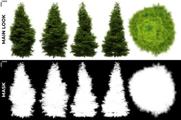 3D Rendering of  Front, Left and Top views of Tree (Sabina Chinensis) with alpha mask to cutout and PNG editing. Forest and Nature Compositing.
