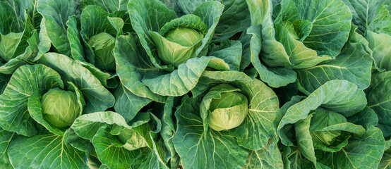 young cabbage grows in the farmer field - obrazy, fototapety, plakaty