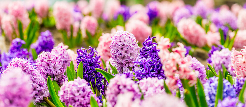 Closeup macro photo of pink, purple, blue growing fragrant hyacinth flowers in botanical garden, traditional easter flower, spring background. Selective focus. Template for festive greeting post card.
