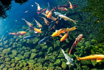 Multi-colored exotic fish in the pond 