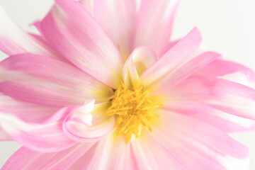 Soft Pink Dahlia Flower with Curving Petals