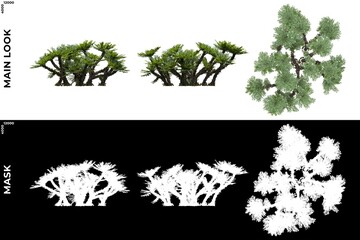 3D Rendering of  Front, Left and Top views of Tree (Selaginella Tamariscina) with alpha mask to cutout and PNG editing. Forest and Nature Compositing.