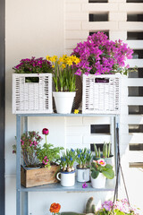 Colourful vertical urban garden in a metallic shelf full of plants, bougainvilleas, daffodils, buttercups, potted in white baskets and original pots.