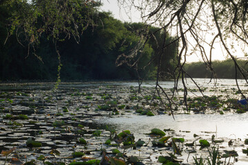 vista al rio y plantas acuáticas