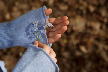 girl hands holding forget me not blue flower in spring forest
