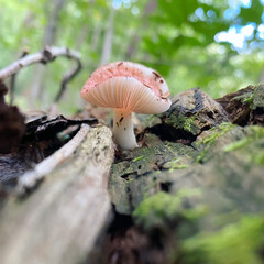 mushroom in the forest