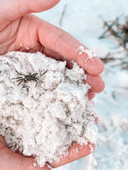 Hand with white sand and crab