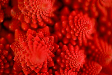 Extreme close up shot of red romanesco broccoli with selective focus