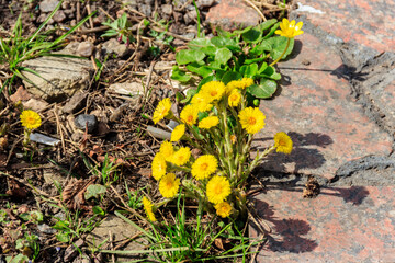 Coltsfoot flowers (Tussilago farfara) in garden