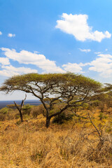 Obraz premium African acacia tree in Serengeti national park in Tanzania