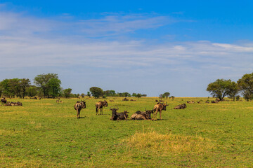 Herd of blue wildebeest (Connochaetes taurinus) in savannah in Serengeti national park in Tanzania....