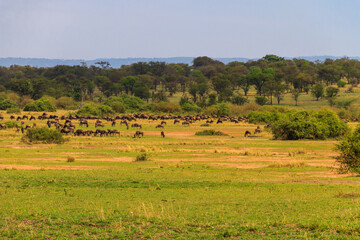 Fototapeta na wymiar Herd of blue wildebeest (Connochaetes taurinus) in savannah in Serengeti national park in Tanzania. Great migration