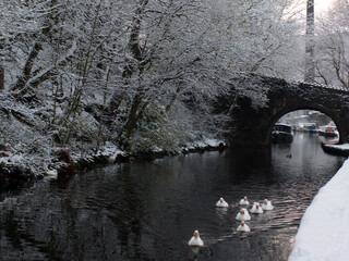 winter scene on the rochdale canal in hebden bridge with swimming geese and snow covered towpath bridge