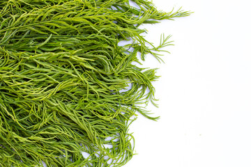  Climbing Wattle or Acacia leaves on white backgrond.