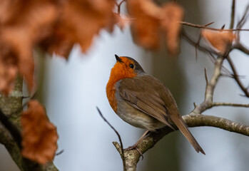 Close up Little robin bird perched on a tree twig looking up