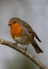 Close up Little robin bird perched on a tree twig