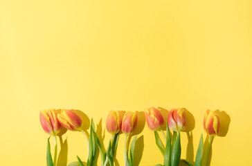 Red yellow tulips on a yellow  background, top view, flat lay  with copy space. spring bouquet. minimal concept