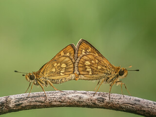 butterfly on a flower, matting, butterfly skipper matting