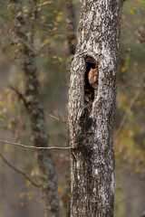 Red Morph Eastern Screech Owl