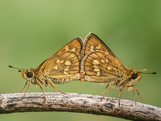 butterfly on a flower, matting, butterfly skipper matting