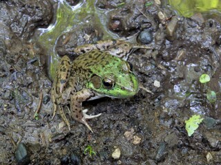 Frog in some mud close up
