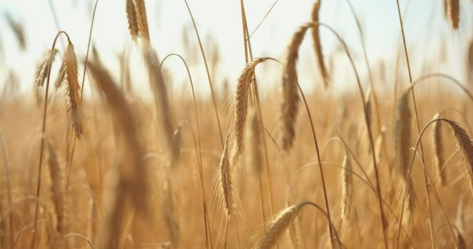 Wheat Field. Ears of wheat close up. Harvest and harvesting concept.