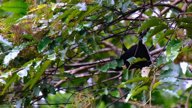 Flying fox on the tree in Mauritius