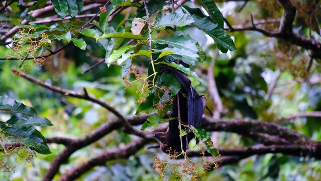 Flying fox on the tree in Mauritius