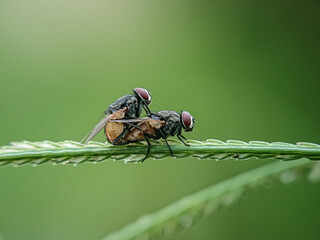 Fly matting 