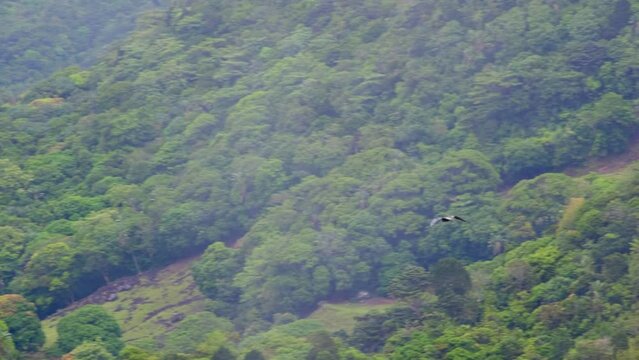 Flying fox flies over the forest