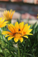 bee on yellow flower